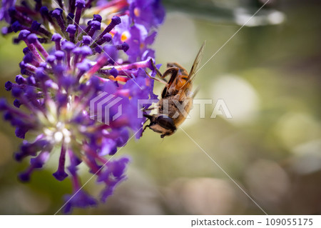 Nature's Pollinator at Work Nature's Pollinator at Work 109055175