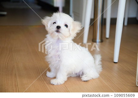 Maltese Maltese 109055609