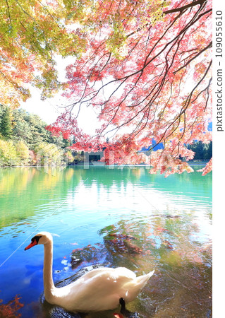 [Minami Alps] Autumn leaves and swans at Lake Inaga 109055610