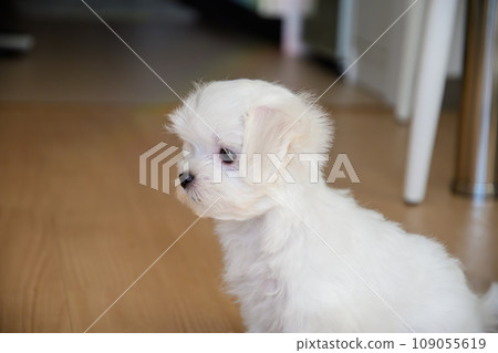 Maltese Maltese 109055619
