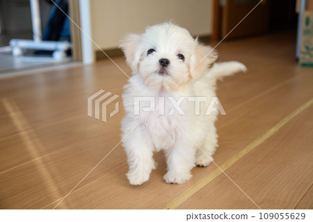 Maltese Maltese 109055629