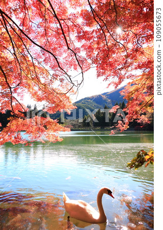[南阿爾卑斯山]稻垣湖的秋葉和天鵝 109055673