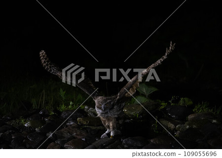 Shimous owl 109055696