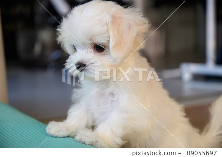 馬耳他語 109055697