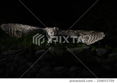 Shimous owl Shimous owl 109055709