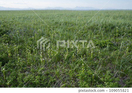 Hamahatazao community and Shiretoko mountain range 109055821