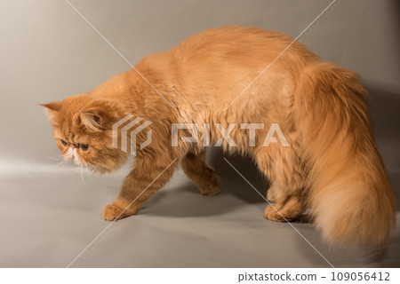 Cat hunting to toy mouse at home, Persian cat wanting to attack Cat hunting to toy mouse at home, Persian cat wanting to attack 109056412