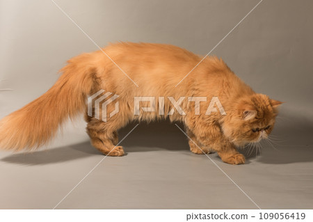Cat hunting to toy mouse at home, Persian cat wanting to attack Cat hunting to toy mouse at home, Persian cat wanting to attack 109056419