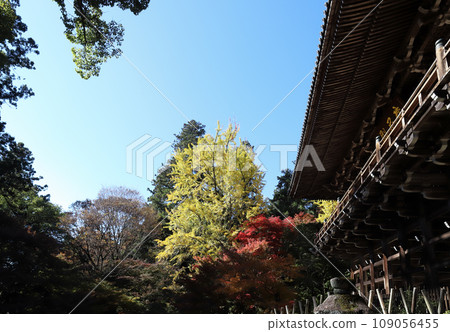 秋葉的書寫山圓教寺摩尼殿(兵庫縣姬路市) 秋葉的書寫山圓教寺摩尼殿(兵庫縣姬路市) 109056455