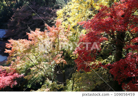 書寫山圓教寺摩尼殿(兵庫縣姬路市)的秋葉 書寫山圓教寺摩尼殿(兵庫縣姬路市)的秋葉 109056459