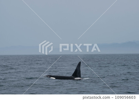 Shiretoko Mountains and killer whales 109056603