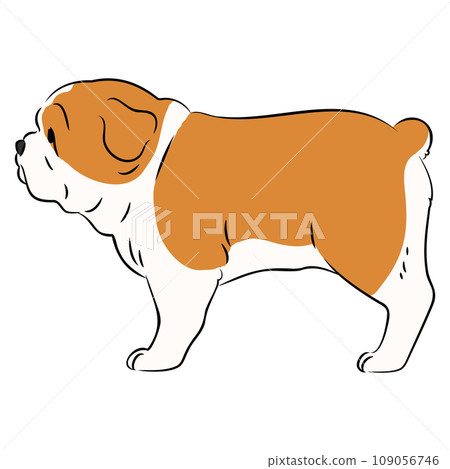 Illustration of a cute sideways bulldog with main lines Illustration of a cute sideways bulldog with main lines 109056746