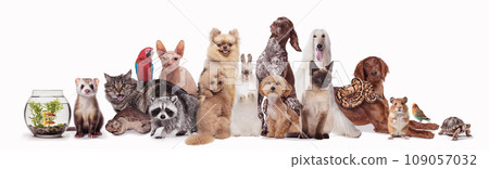 Collage made with different animals sitting against white background. Fish, turtle, chinchilla, ferret, cat, parrot, rabbit, hamster, raccoon Collage made with different animals sitting against white background. Fish, turtle, chinchilla, ferret, cat, parrot, rabbit, hamster, raccoon 109057032