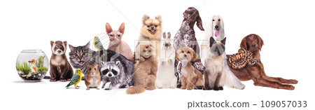 Collage made with different animals sitting against white background. Fish, chinchilla, ferret, cat, parrot, rabbit, hamster, raccoon, snake Collage made with different animals sitting against white background. Fish, chinchilla, ferret, cat, parrot, rabbit, hamster, raccoon, snake 109057033