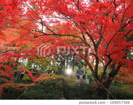 秋葉在京都 109057366