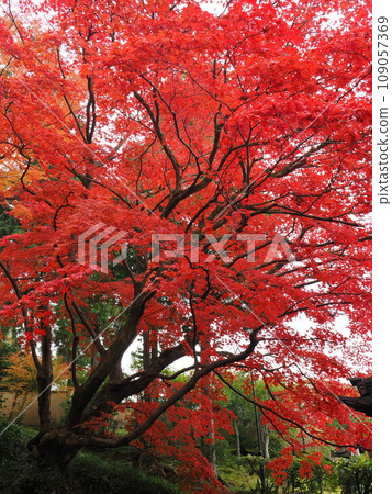 Autumn leaves in Kyoto 109057369