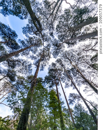 Scots Pine trees in County Donegal - Ireland 109057379