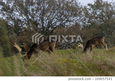 Beautiful deer with big horns walk in the forest, park. Deer eat grass. Beautiful foggy morning. Deer graze on the lawn. National Park with animals, deer. 109057541