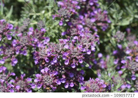 Germander hybrid Germander hybrid 109057717