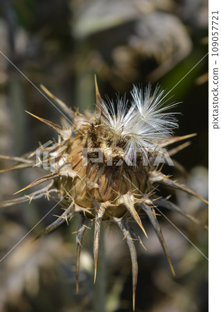 Milk thistle Milk thistle 109057721