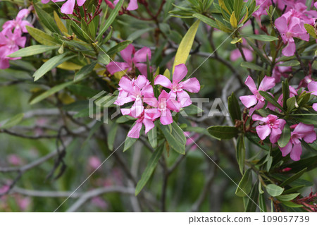 Common oleander Common oleander 109057739