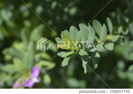 Myrtle-leaf milkwort 109057745