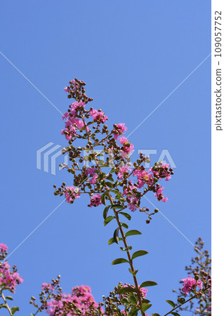 Crepe myrtle 109057752