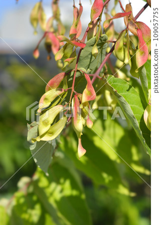Tree of heaven 109057755