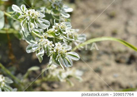 Snow-on-the-mountain 109057764