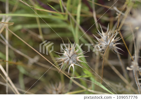 Bitumen trefoil Bitumen trefoil 109057776