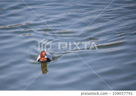 A cute migratory bird swimming in the pond. 109057791