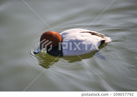 A cute migratory bird swimming in the pond. 109057792