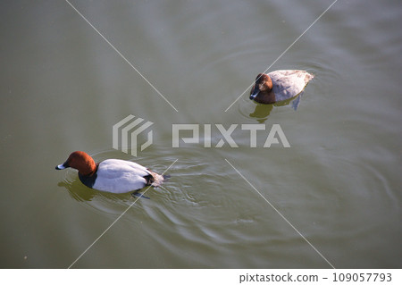 一隻可愛的候鳥在池塘裡游泳。 109057793