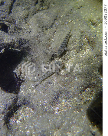 Life of Goby Life of Goby 109058077