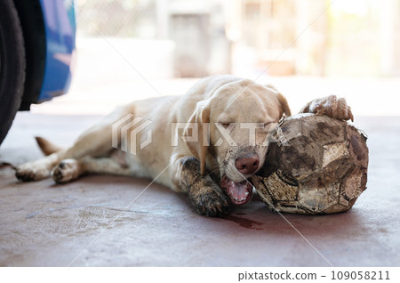 Tired dirty labrador dog 109058211