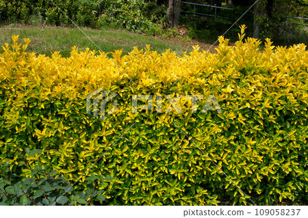 花博紀念公園鶴見綠地黃花金正樹 109058237