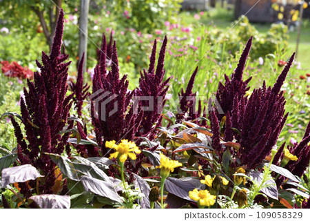 Red amaranth flowers in the summer garden. Beautiful flowers. Amaranthaceae. 109058329
