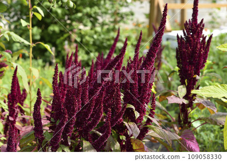 Red amaranth flowers in the summer garden. Beautiful flowers. Amaranthaceae. Red amaranth flowers in the summer garden. Beautiful flowers. Amaranthaceae. 109058330