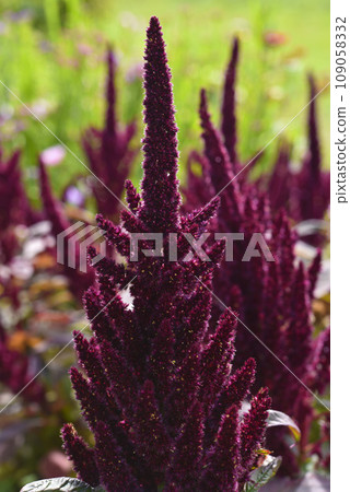 Red amaranth flowers in the summer garden. Beautiful flowers. Amaranthaceae. Red amaranth flowers in the summer garden. Beautiful flowers. Amaranthaceae. 109058332