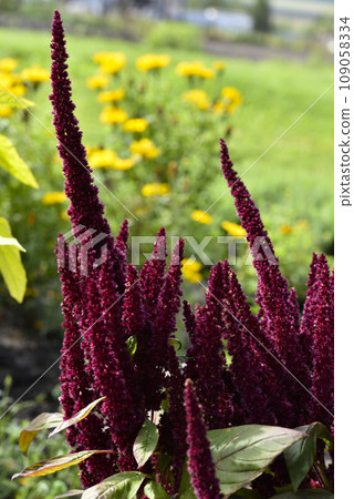 Red amaranth flowers in the summer garden. Beautiful flowers. Amaranthaceae. Red amaranth flowers in the summer garden. Beautiful flowers. Amaranthaceae. 109058334
