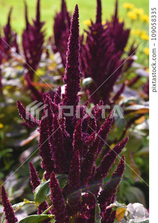 Red amaranth flowers in the summer garden. Beautiful flowers. Amaranthaceae. 109058335