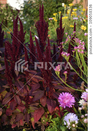 Red amaranth flowers in the summer garden. Beautiful flowers. Amaranthaceae. Red amaranth flowers in the summer garden. Beautiful flowers. Amaranthaceae. 109058336