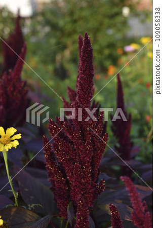 Red amaranth flowers in the summer garden. Beautiful flowers. Amaranthaceae. Red amaranth flowers in the summer garden. Beautiful flowers. Amaranthaceae. 109058338