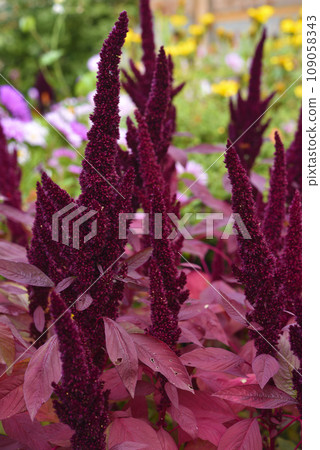 Red amaranth flowers in the summer garden. Beautiful flowers. Amaranthaceae. Red amaranth flowers in the summer garden. Beautiful flowers. Amaranthaceae. 109058343