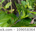 green leaves of mango tree 109058364