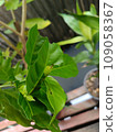 green leaves of mango tree 109058367