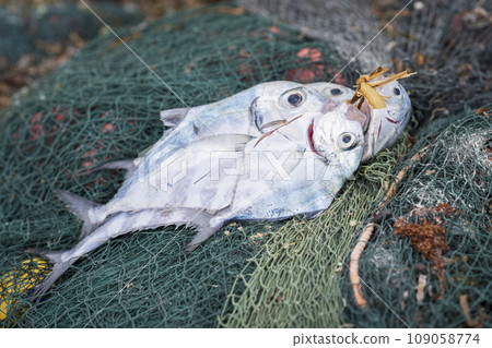 Tropical fish resting on fishing nets 109058774
