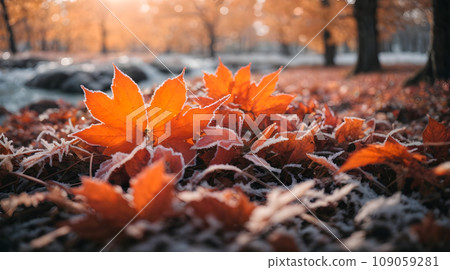 bright orange leaves covered with frost in late autumn 109059281