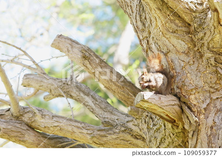松鼠躲在樹上吃食物 松鼠躲在樹上吃食物 109059377