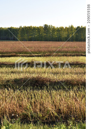 Buckwheat field on a sunny autumn day. Harvesting in the field. Buckwheat field on a sunny autumn day. Harvesting in the field. 109059386